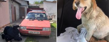 В Ізмаїлі водій авто навмисно наїхав на собаку, що стояла біля узбіччя